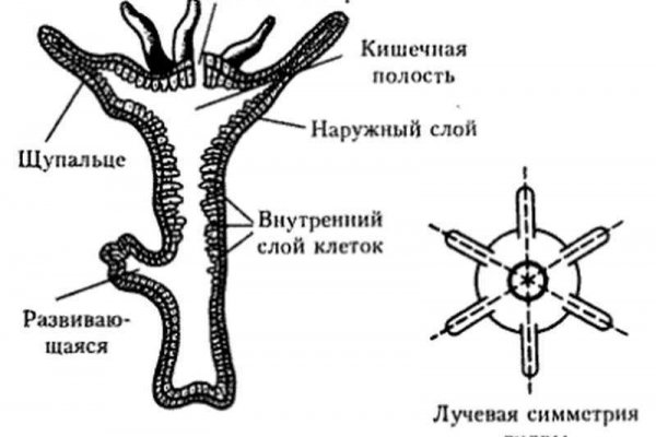 Kraken рабочее зеркало onion